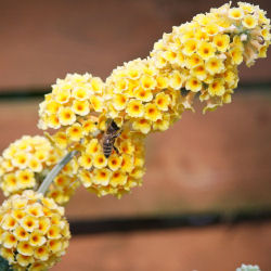 buddleia x weyeriana -sungold